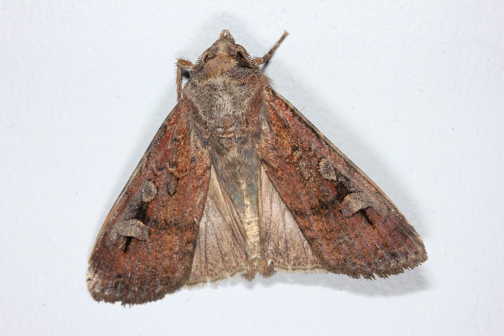 A Bogong moth displays its brown and patterned wings against a plain backdrop.