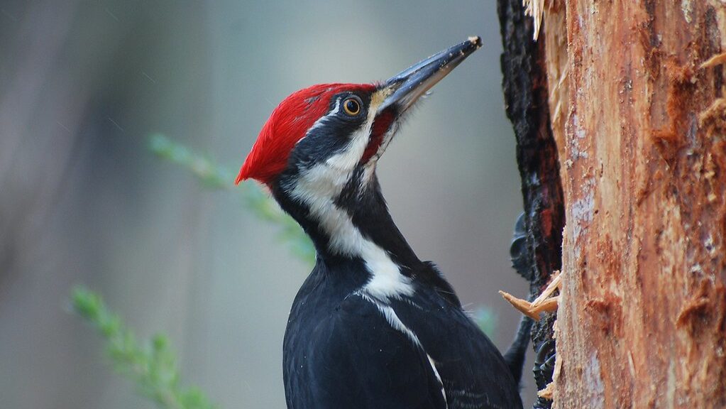 Pileated Woodpecker pecking into a tree trunk