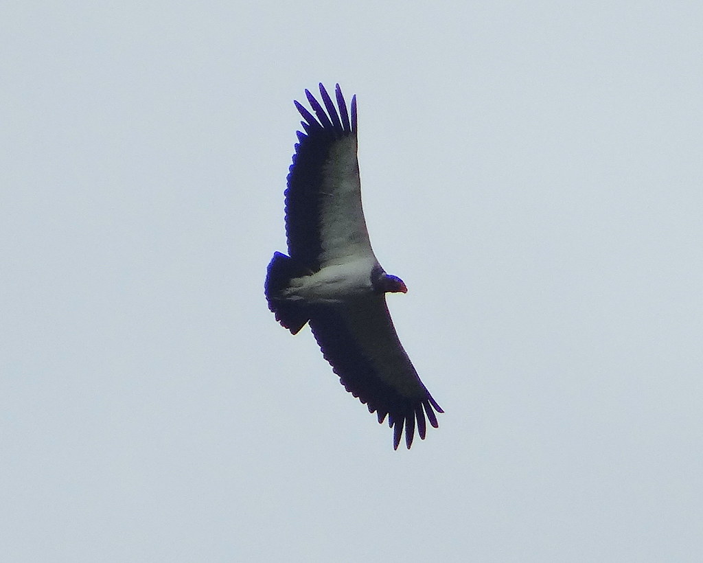 A King Vulture soars through the sky.