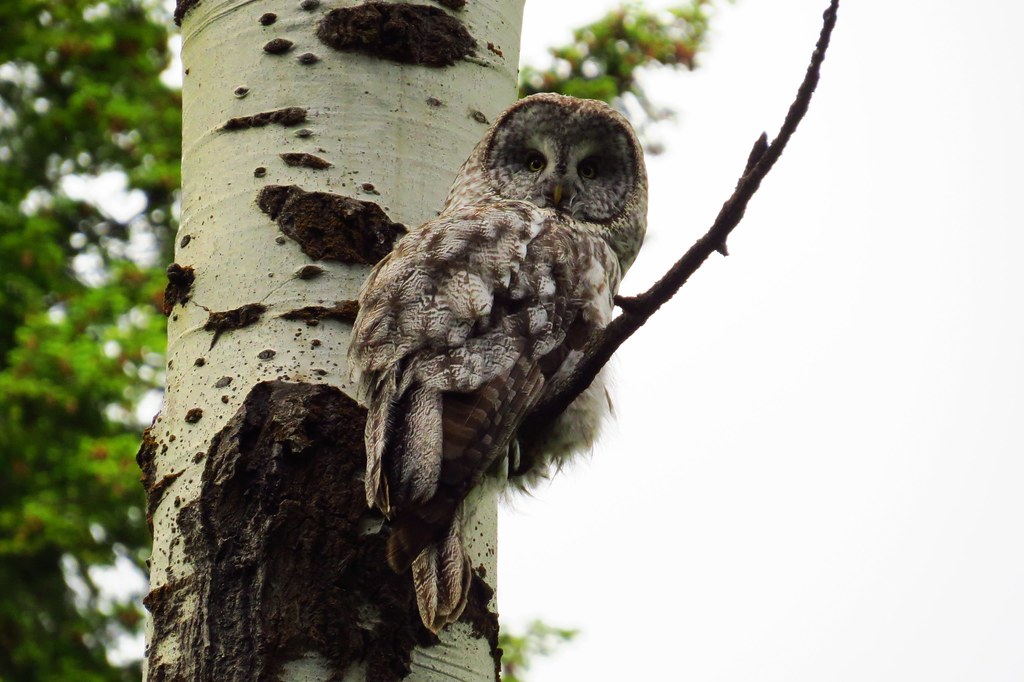 A Great Grey Owl perches on a birch tree, blending with its surroundings.