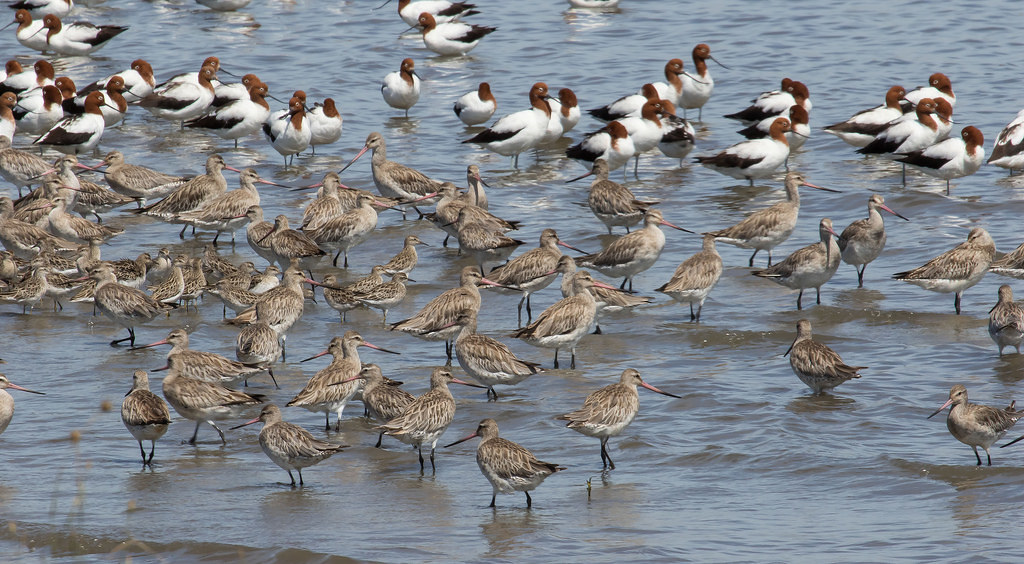 Numerous bar-tailed godwits and other shorebirds wade in shallow water.