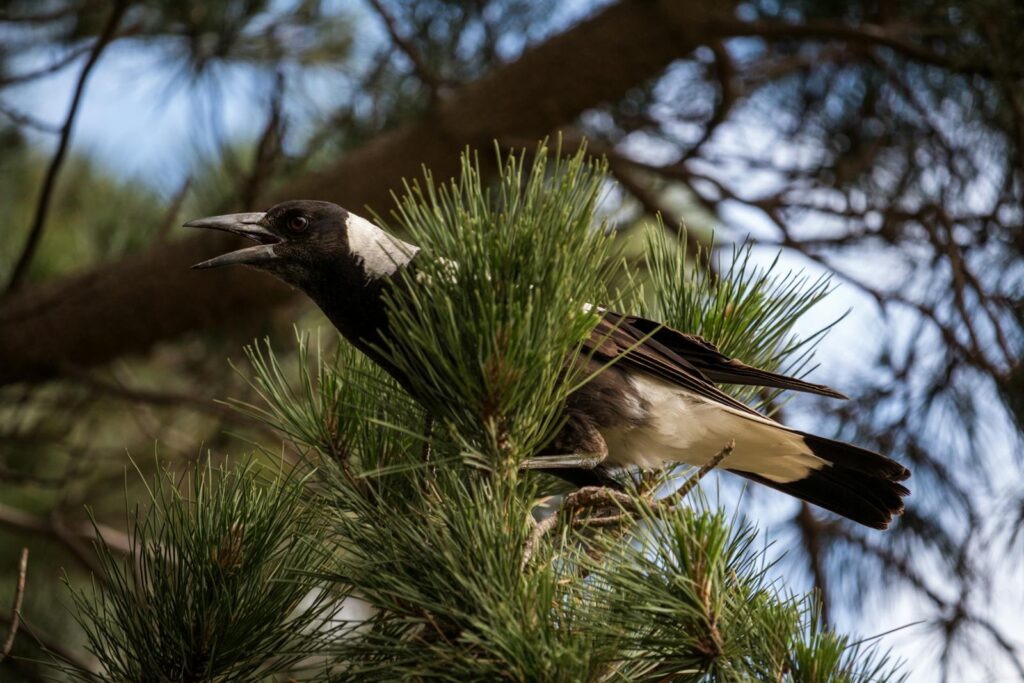 Close-up of an Australian magpie perched in pine tree outdoors, showcasing wildlife in nature.