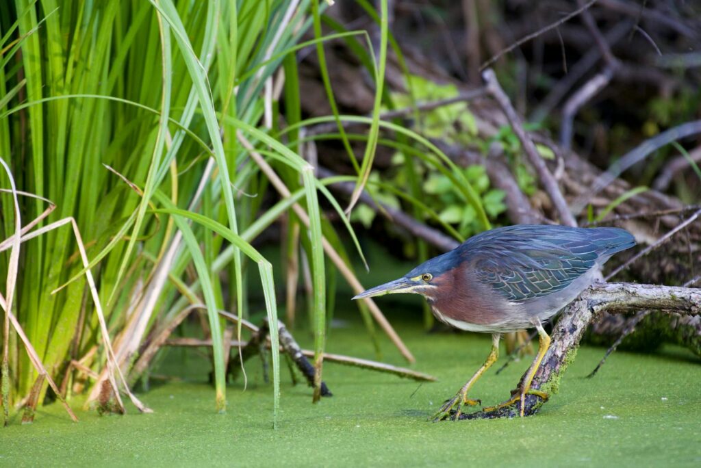 A Green heron with a long neck and dark bill stands on a log.