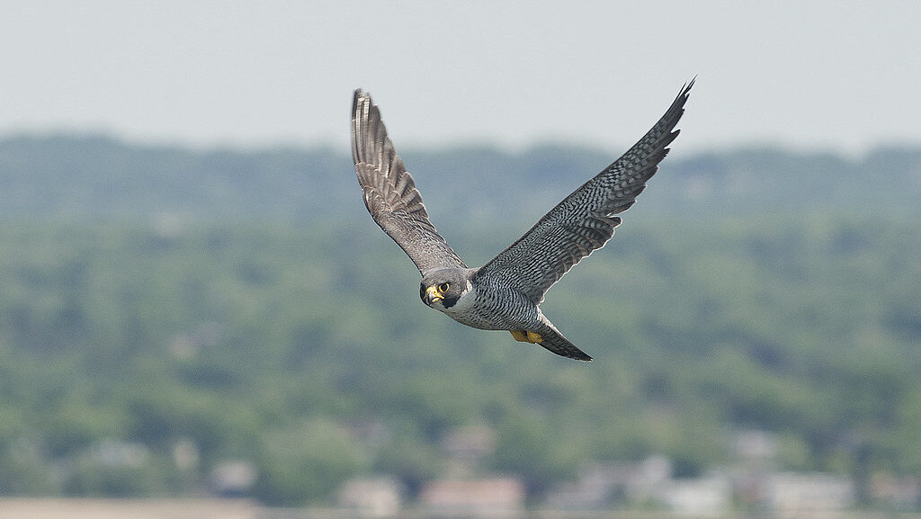 A Peregrine Falcon soars with its wings spread against a blurred background.