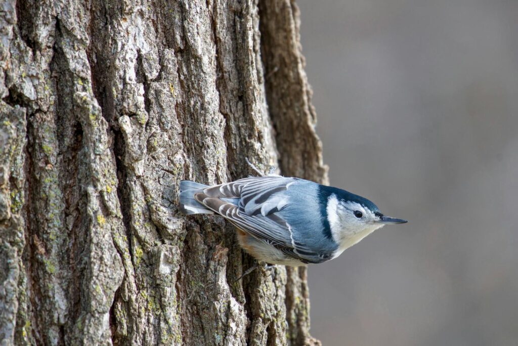 A white-breasted nuthatch perched on a tree trunk in a natural setting.
