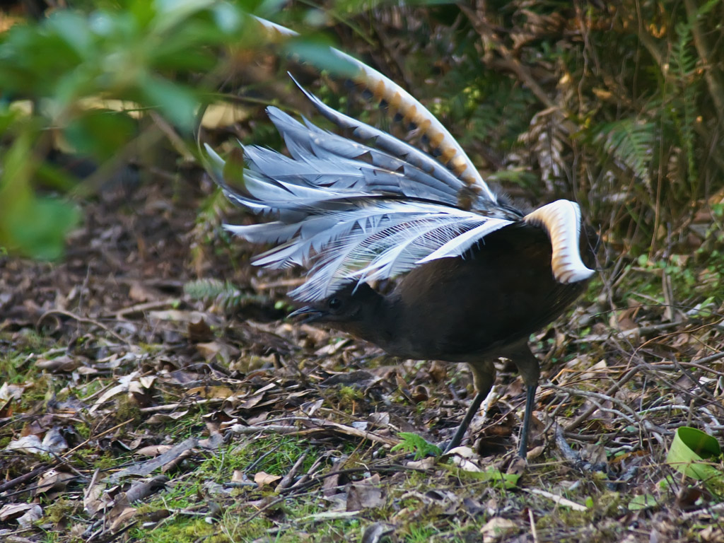 A Lyrebird displays its magnificent tail feathers in a forest setting.