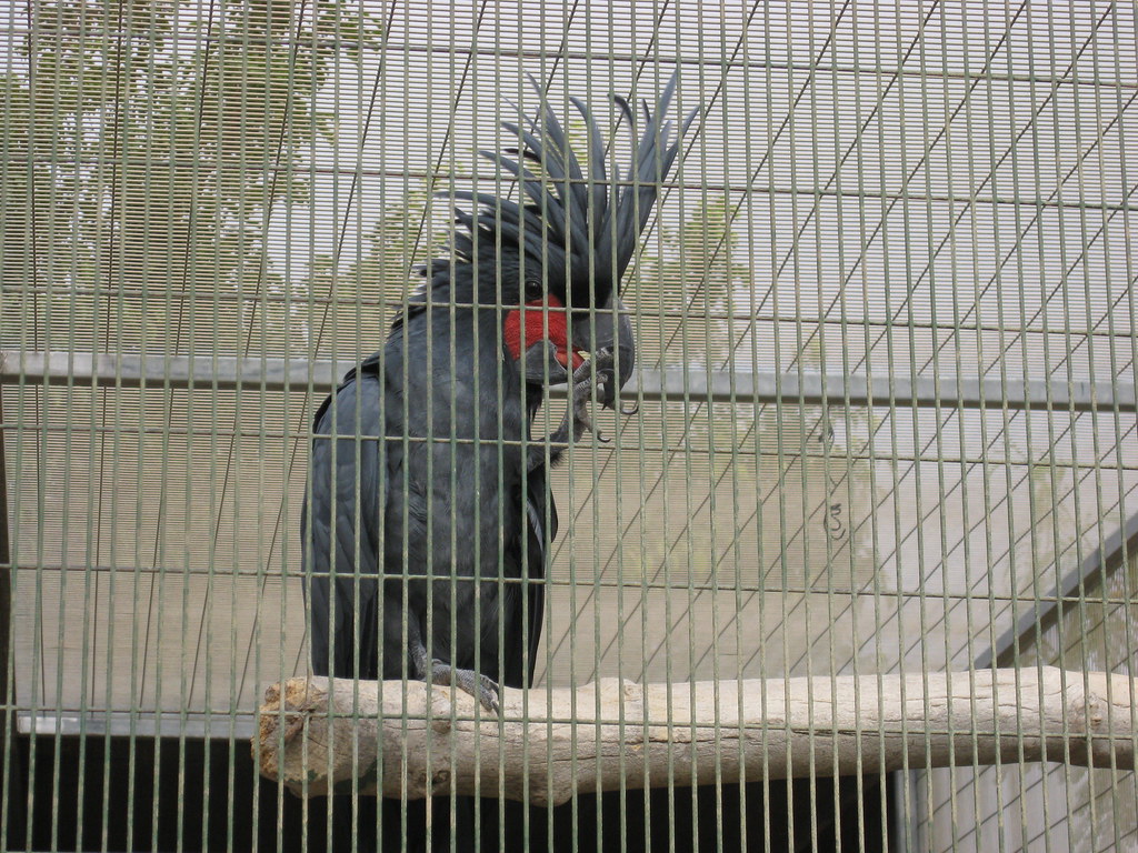 Palm Cockatoo
