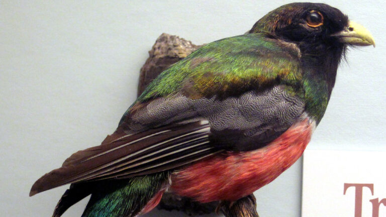 The Beautiful but Elusive Elegant Trogon - bird-life.com