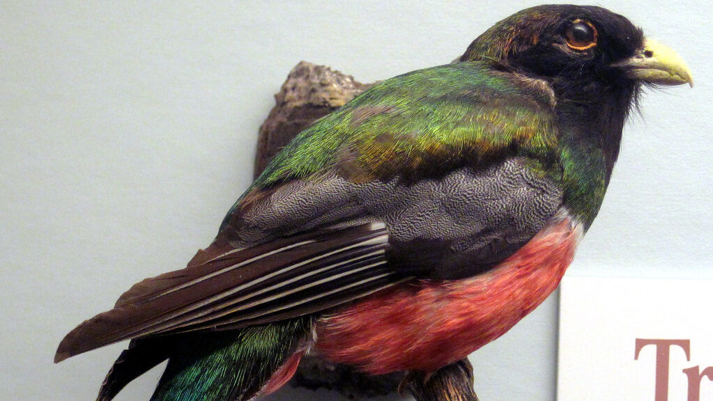 Elegant trogon taxidermy display at the Field Museum of Natural History in Chicago