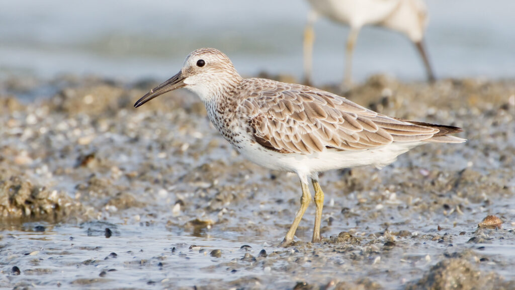 Great Knot (Calidris tenuirostris) standing on a sandy beach