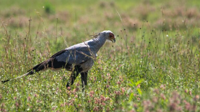 Secretary Bird strolling through green grass while scanning the ground