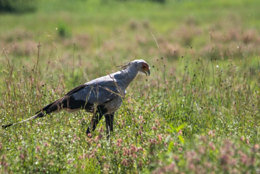 Secretary Bird standing in grassy field, looking down in search of prey