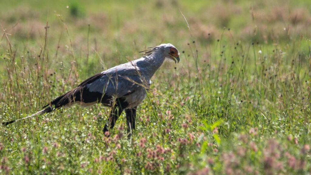Secretary Bird standing in grassy field, looking down in search of prey