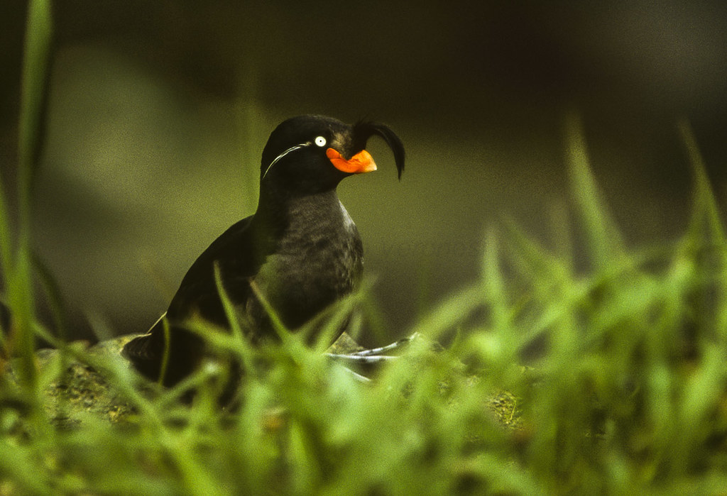 A Crested Auklet with black plumage, a distinctive crest, and an orange beak.