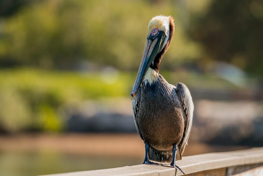 A Brown Pelican with a long beak and brown plumage stands on a perch.