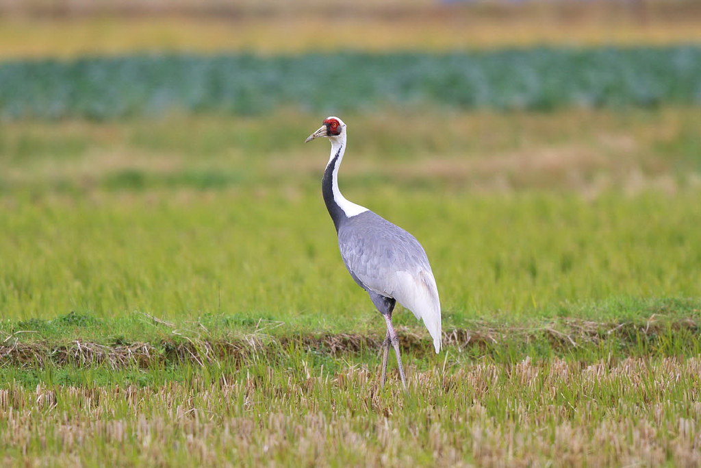 A white-naped crane with a red crown stands in a field.
