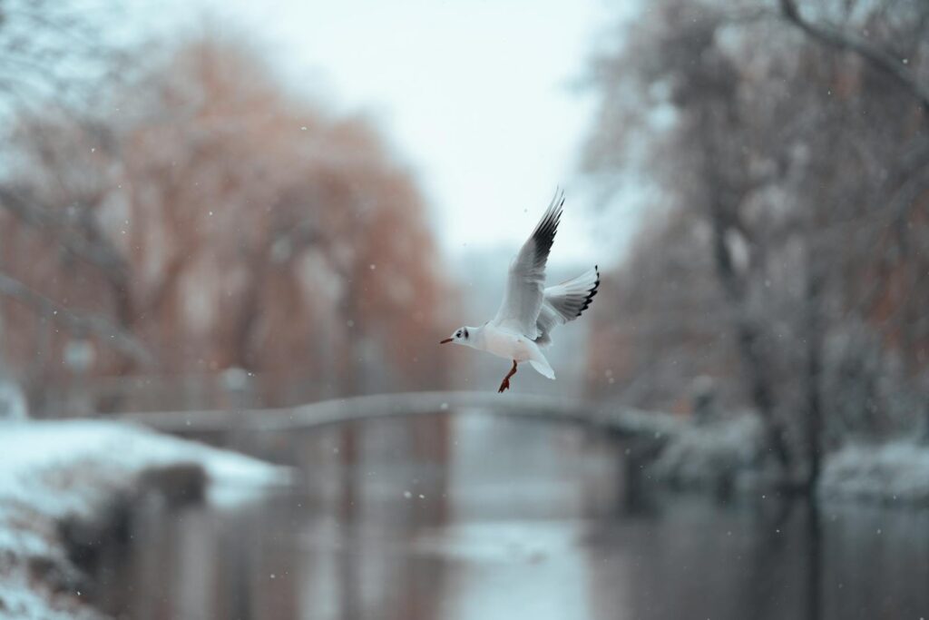 A gull flies over a snowy landscape.