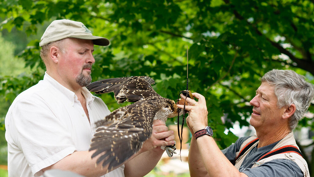 Two researchers attaching a GPS tracker to a bird for wildlife monitoring