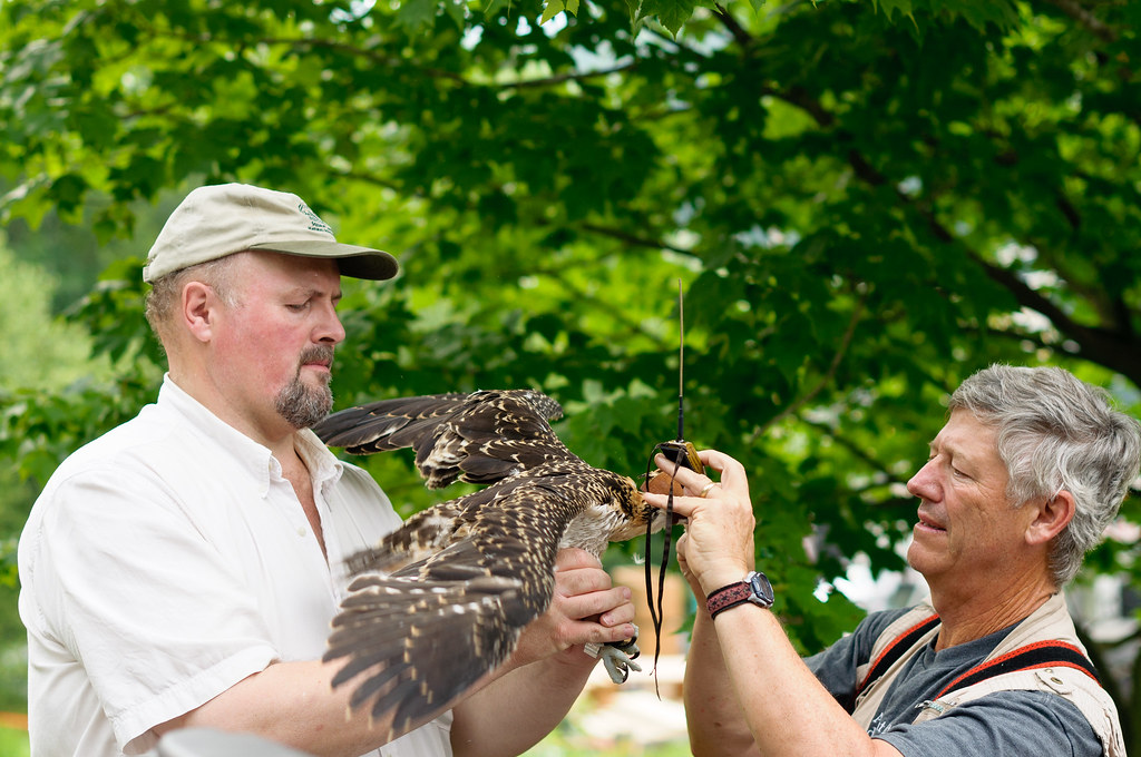 A red-tailed hawk is being fitted with a tracking device by two researchers.