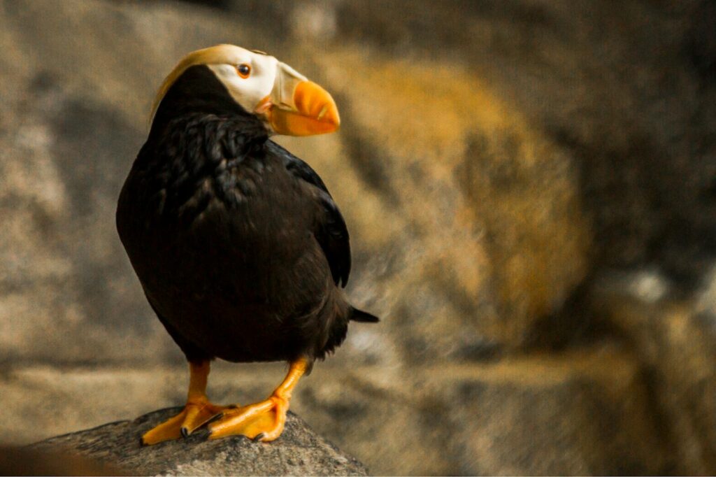 A Tufted Puffin with black plumage, a white face, and an orange beak stands on a rock.