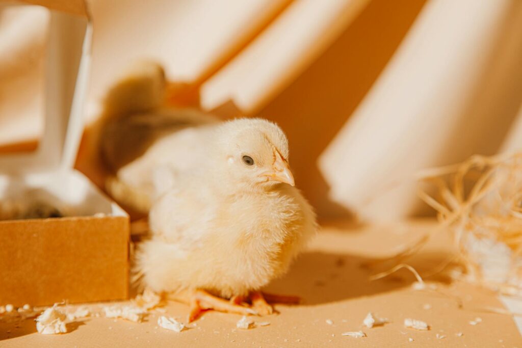 Adorable yellow chick in a cardboard box with soft lighting. Perfect for Easter themes.