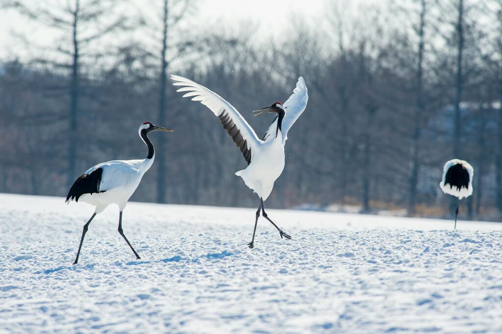 Two cranes, one with wings spread, stand in a snowy landscape.