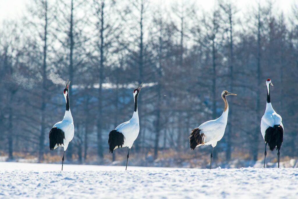Red-crowned cranes elegantly standing on snowy landscape in Hokkaido, Japan during winter.