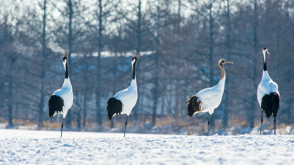 Red-crowned cranes elegantly standing on snowy landscape in Hokkaido, Japan during winter.
