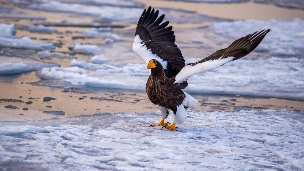 Steller's sea eagle spreading wings on icy terrain in Hokkaido, Japan.