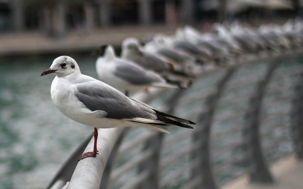 Group of seagulls perched on a railing by a waterfront in an urban setting.