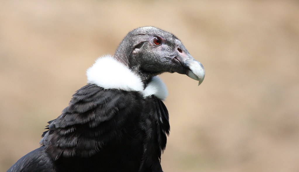 An Andean condor with a white neck ruff is seen in profile.