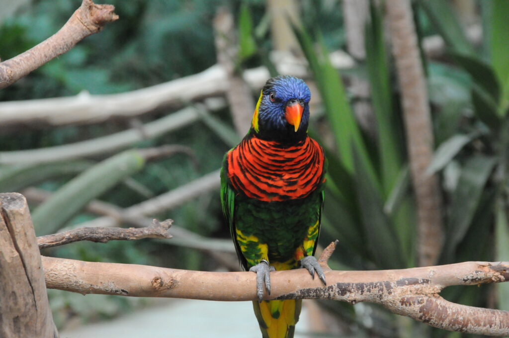 A vibrant rainbow lorikeet with colorful plumage perches on a branch.