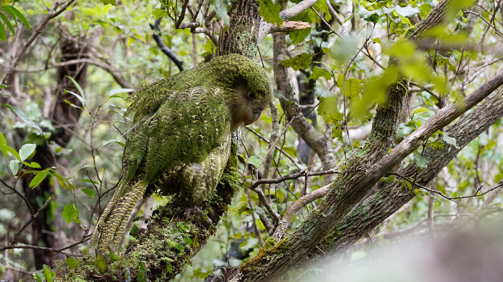 Kakapo camouflaged on tree, blending into mossy bark