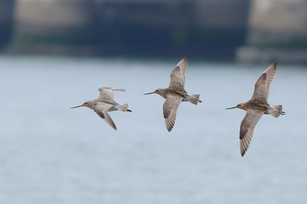 Three Bar-Tailed Godwits fly across a blurry, light background.