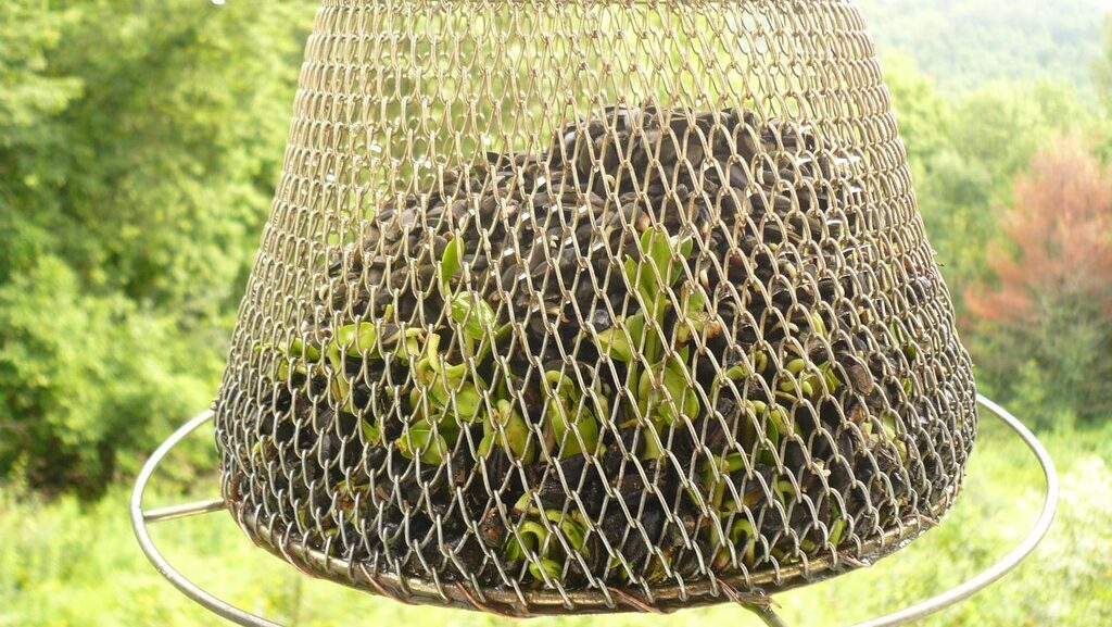 Plant sprouting from seeds inside a bird feeder