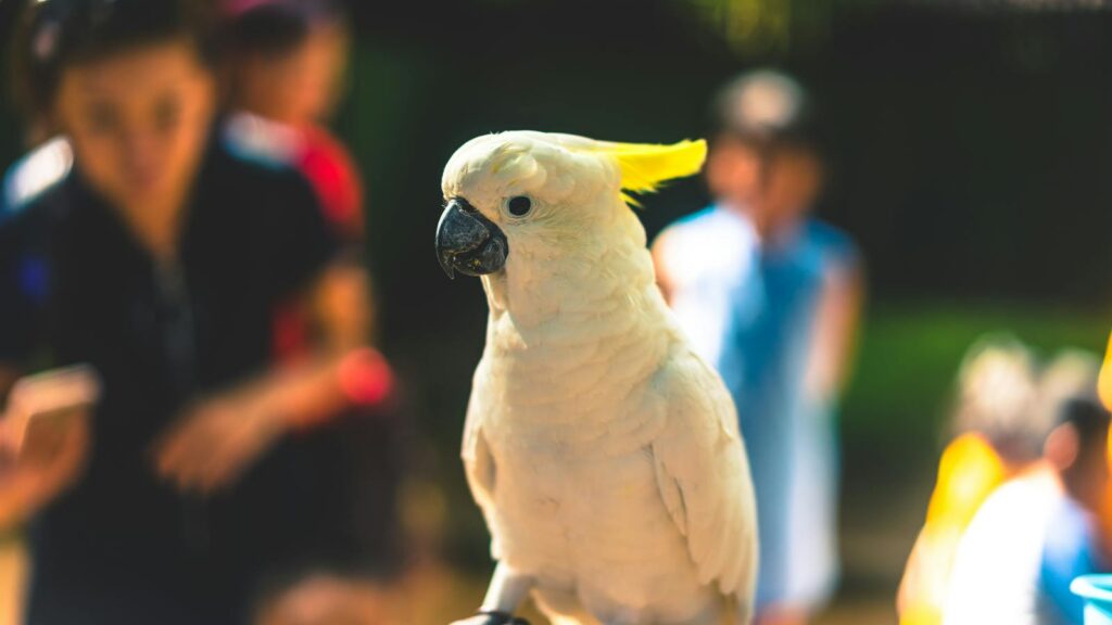 cockatoo perched with blurred people in the background