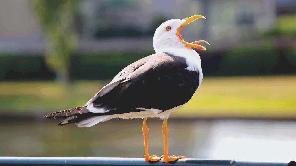 Gull perched on a metal bar with its beak open on a bright sunny day.