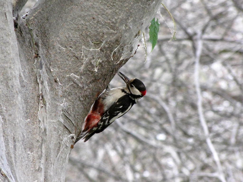 A Great Spotted Woodpecker clings to a tree trunk.