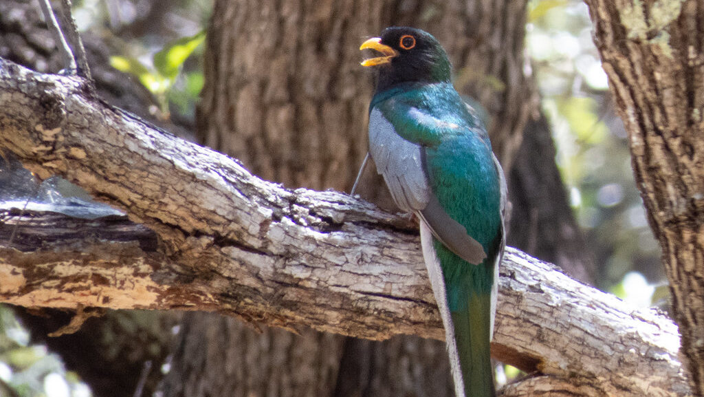Elegant trogon cawing while perched on a thick tree branch