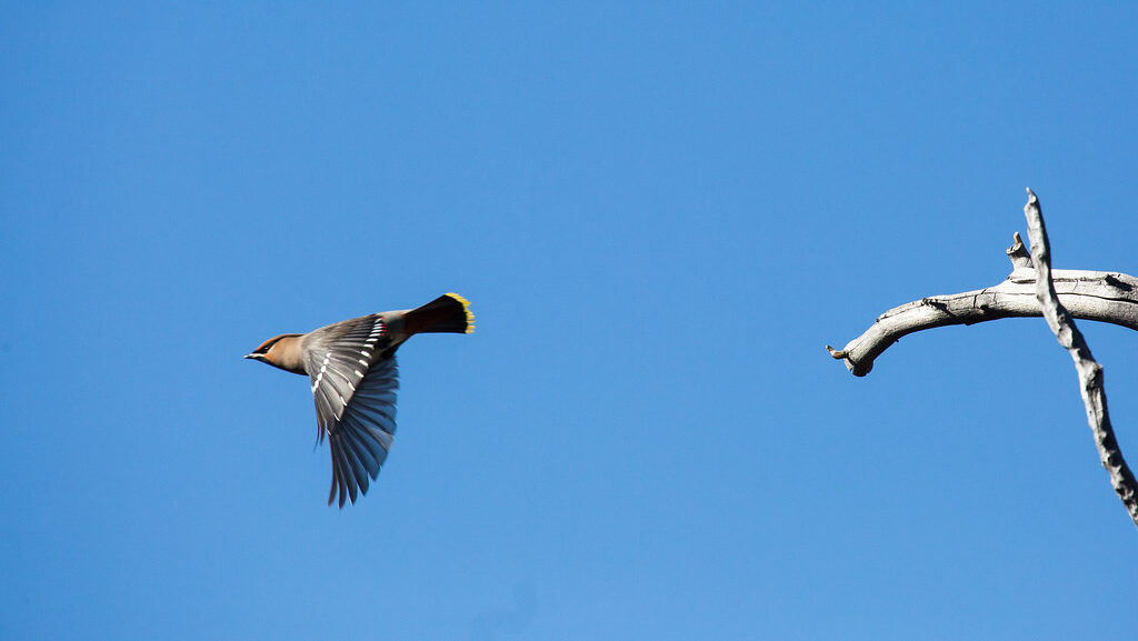 Bohemian Waxwing in motion as it flies off from a branch
