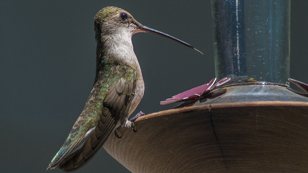 A Ruby-throated hummingbird perches on a feeder, its long, slender bill pointing towards the opening.