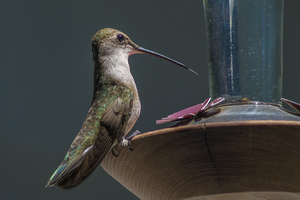 A Ruby-throated hummingbird perches on a feeder, its long, slender bill pointing towards the opening.