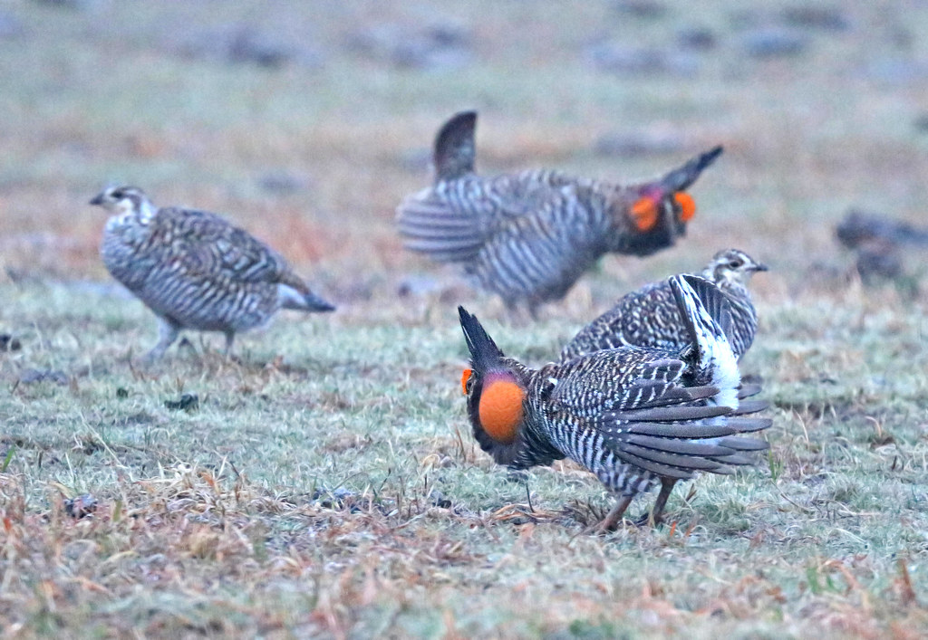 Three Greater Prairie Chickens display their plumage and orange air sacs.