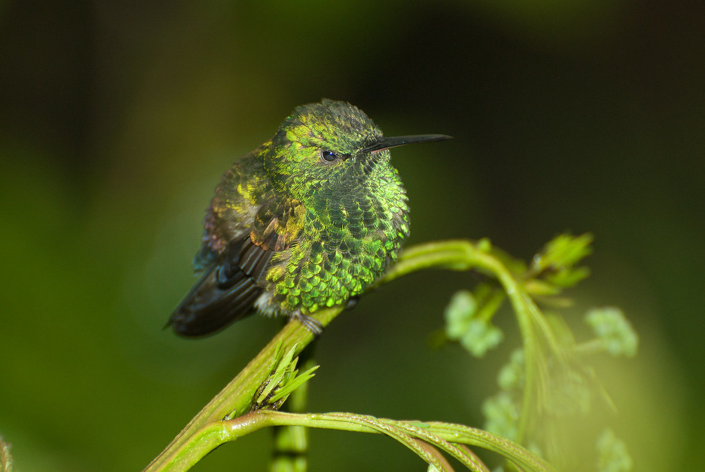 A Coppery-headed Emerald hummingbird perched on a branch.