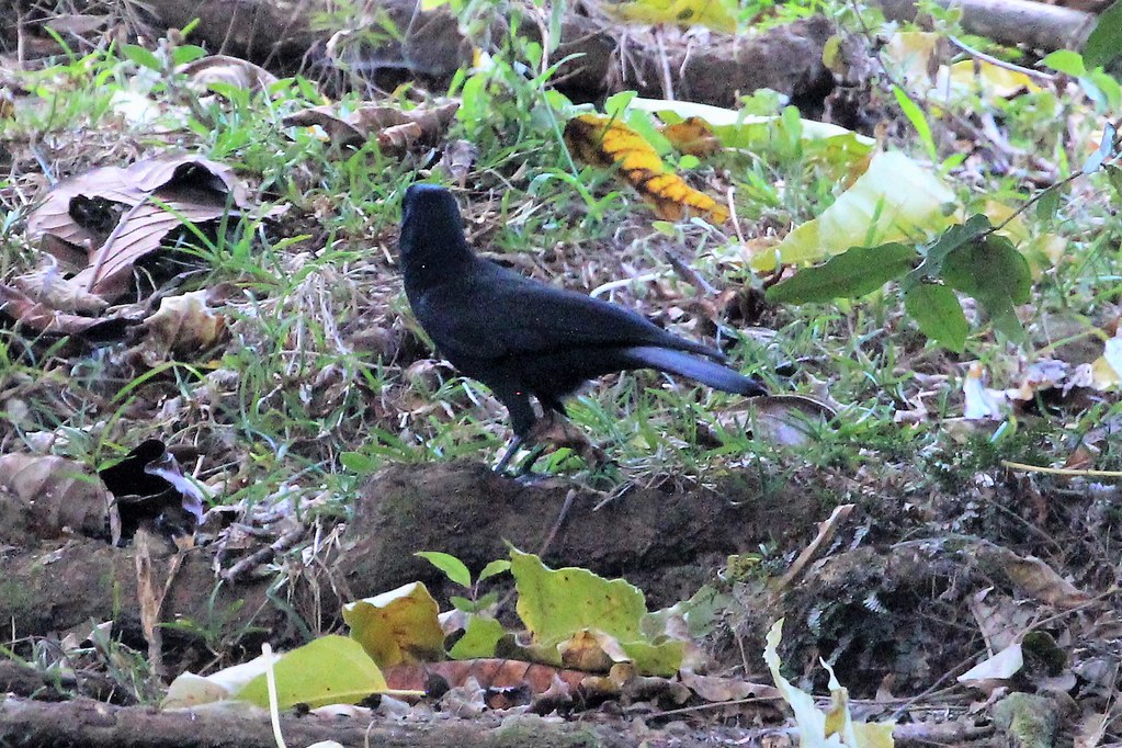 A New Caledonian crow stands on the ground.
