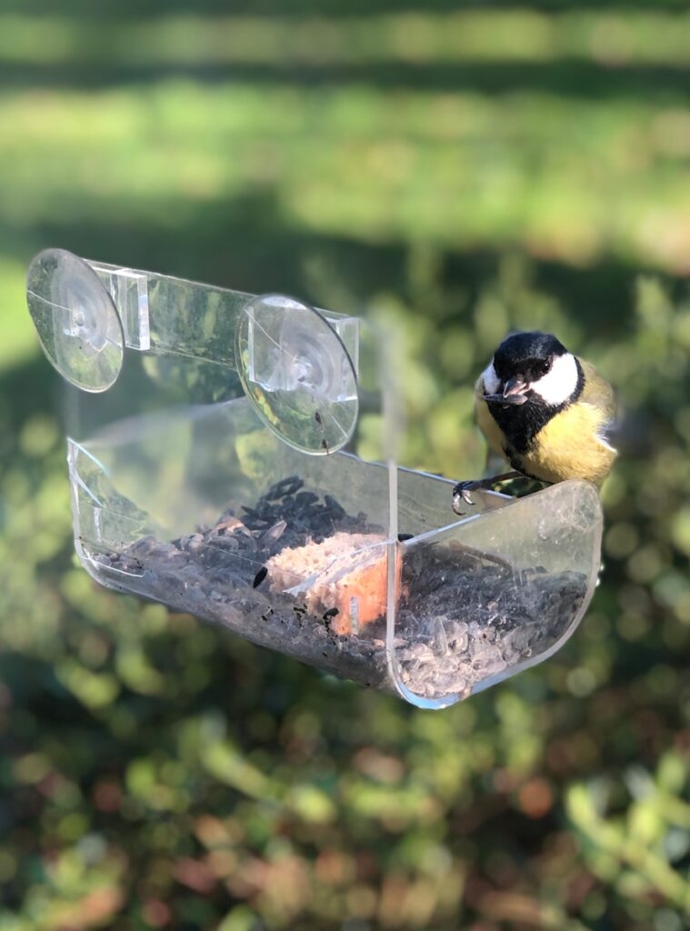Clear acrylic bird feeder attached to a window