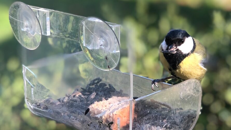 Clear acrylic bird feeder attached to a window