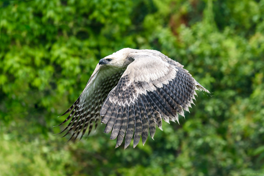 A Harpy Eagle in flight.