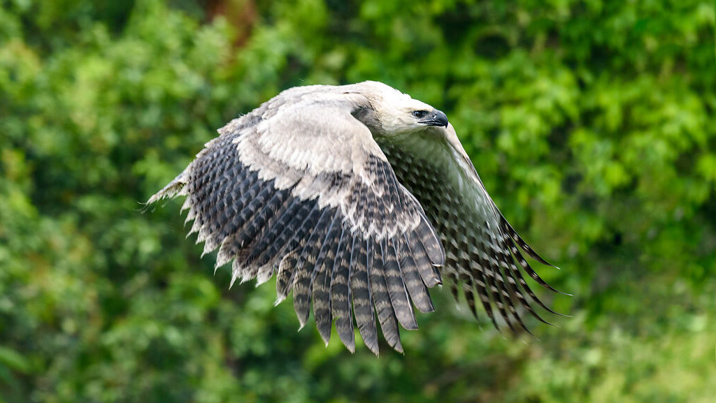 Harpy eagle flying through the forest canopy, searching for prey