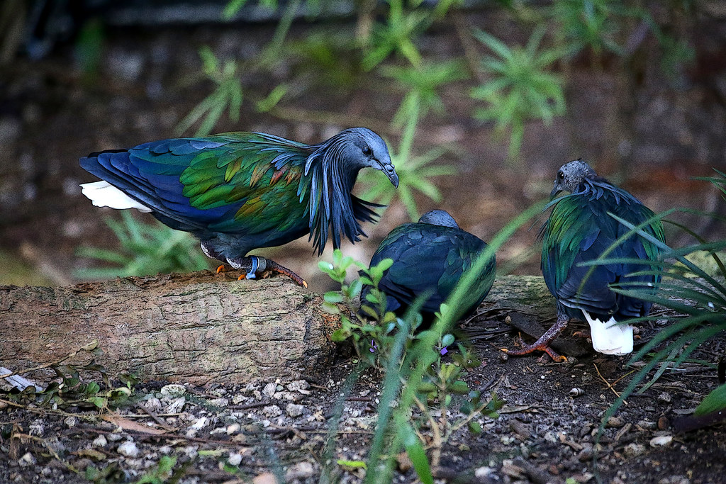 Three Nicobar pigeons perch on a log, displaying their vibrant, iridescent plumage.